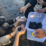 Konservasi Mino Raharjo Rilis 220 Tukik Penyu